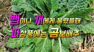 뱀이나 개에게 물렸을때 파상풍에 좋은 이 약초 곰보배추효능