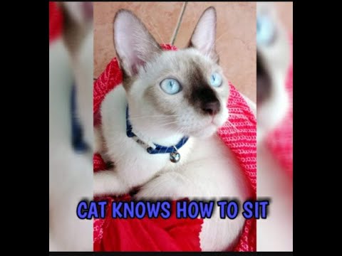 TALKING TO A TALKATIVE SIAMESE CAT  / HE KNOWS HOW TO SIT #SIAMESECAT