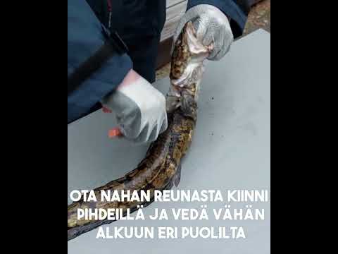 Kalastus maistuu: Mateen nylkeminen