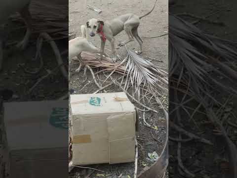 Jacky and thara....(🐕🐕🐕🐕)