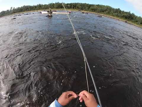 Escaped - Last Salmon on the Gander River, Newfoundland, Aug 26, 2021