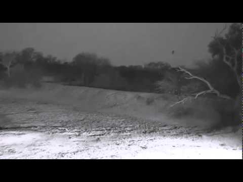 Aug 29 Djuma Waterhole Cam: Two lions vist the waterhole