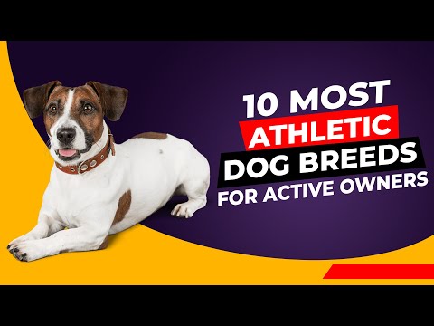 10 Most Athletic Dog Breeds for Active Owners