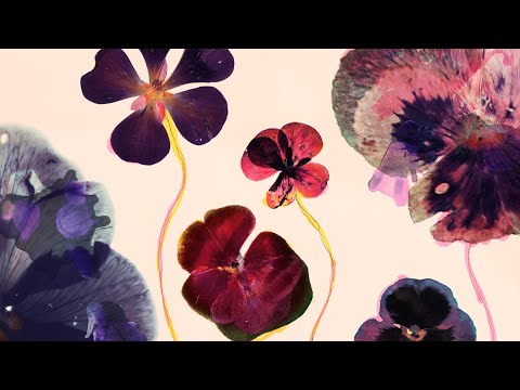 Bag Raiders X Panama — Flowers