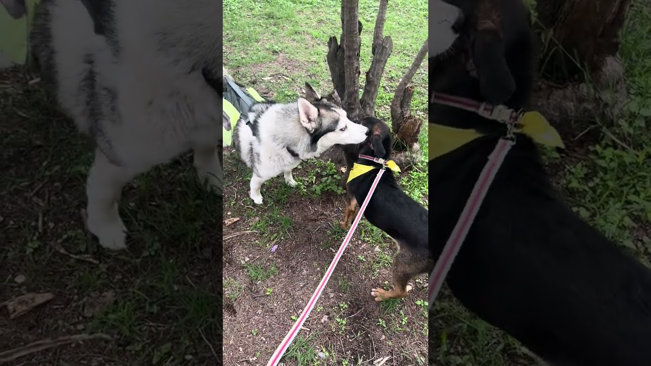 Enlarge Cindy, a Adoptable mixed breed in Gig Harbor, WA video 6/6