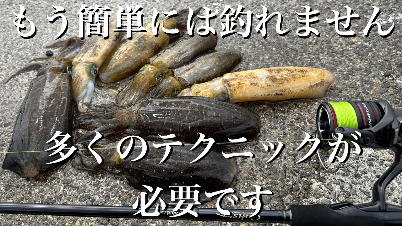【エギング】釣れないイカを釣る為の方法を紹介します