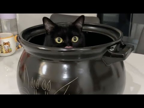 【一只黑糖啵啵🐻】我怀疑我家猫上辈子是个忍者