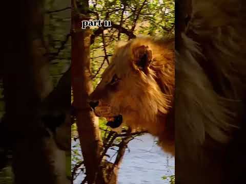 lion vs leopard#animals #wildlife #wildanimals #foryou #fyp