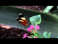Flutter by Butterfly