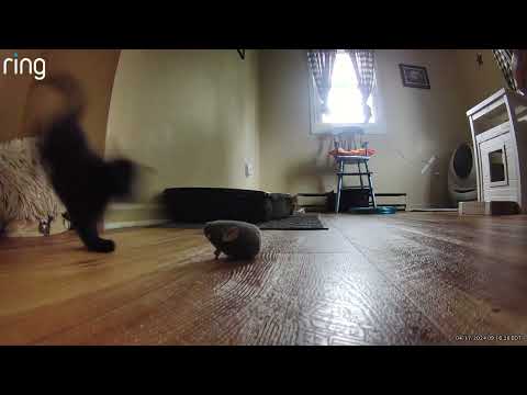 Tanner being a stinker as a kitten moving my camera.