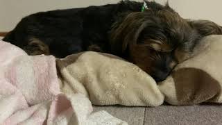 お父さんのような、いびきをかいて寝る犬【ASMR？】