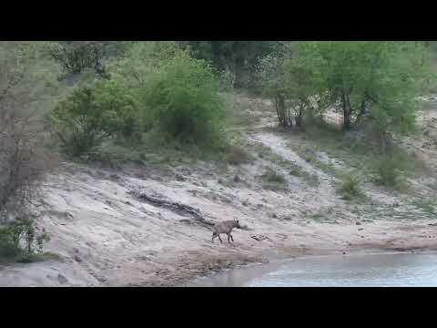 Djuma: Lone Hyena - 06:01 - 10/14/2023