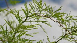 Chris Tomlin Everything That's Beautiful - Fisher of Men