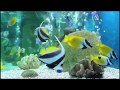 PBS Kids Program Break December 22nd 2017 WPSU DT1 480p