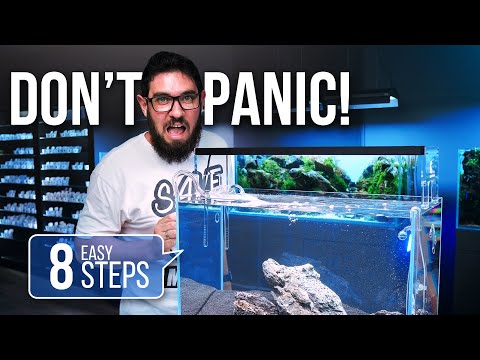 , title : 'How To Start Your Aquarium In 8 EASY Steps | Technical Guide with Tommy'