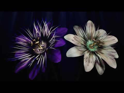 Jesus Christ - Brand New | Prïnceps cover