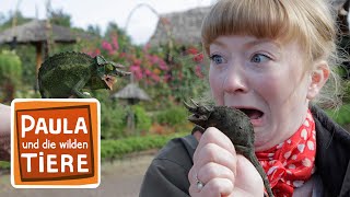 Download lagu Leon, das Chamäleon  | Reportage für Kinder | Paula und die wilden Tiere mp3