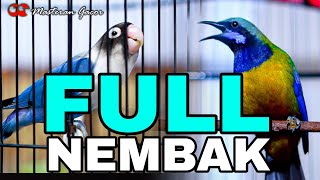 Download lagu DUO MASTERAN LOVEBIRD VS CUCAK CUNGKOK GACOR FULL ISIAN NEMBAK COCOK BUAT MASTERAN MURAI BATU mp3 Download lagu DUO MASTERAN LOVEBIRD VS CUCAK CUNGKOK GACOR FULL ISIAN NEMBAK COCOK BUAT MASTERAN MURAI BATU mp3