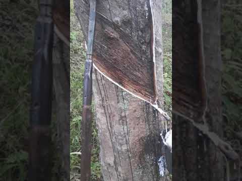 Karet jenis 305 terbaik