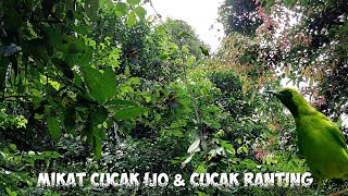 Download lagu mikat burung cucak ijo/ cucak ranting cukup pakai mp3 suara ribut poin bertubi tubi mp3 Download lagu mikat burung cucak ijo/ cucak ranting cukup pakai mp3 suara ribut poin bertubi tubi mp3