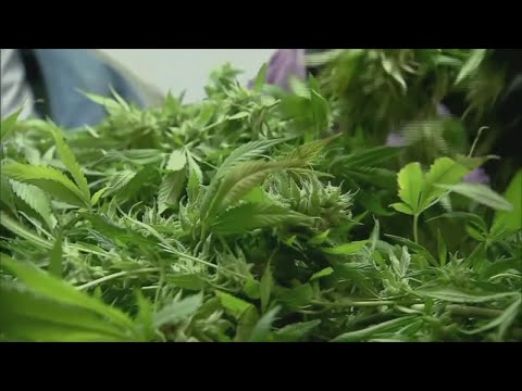 NJ Newton Marijuana Ordinances