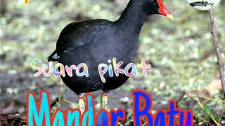 Download lagu Suara pikat burung Mandar Batu MANTAP mp3 Download lagu Suara pikat burung Mandar Batu MANTAP mp3