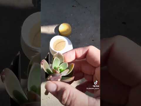 flowering Echeveria Varda