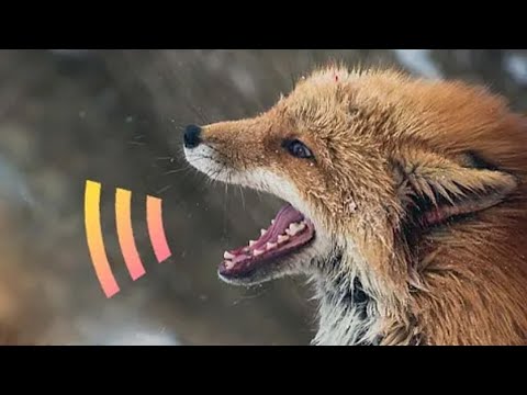 SONIDOS de ZORROS 🦊 8 Voces diferentes