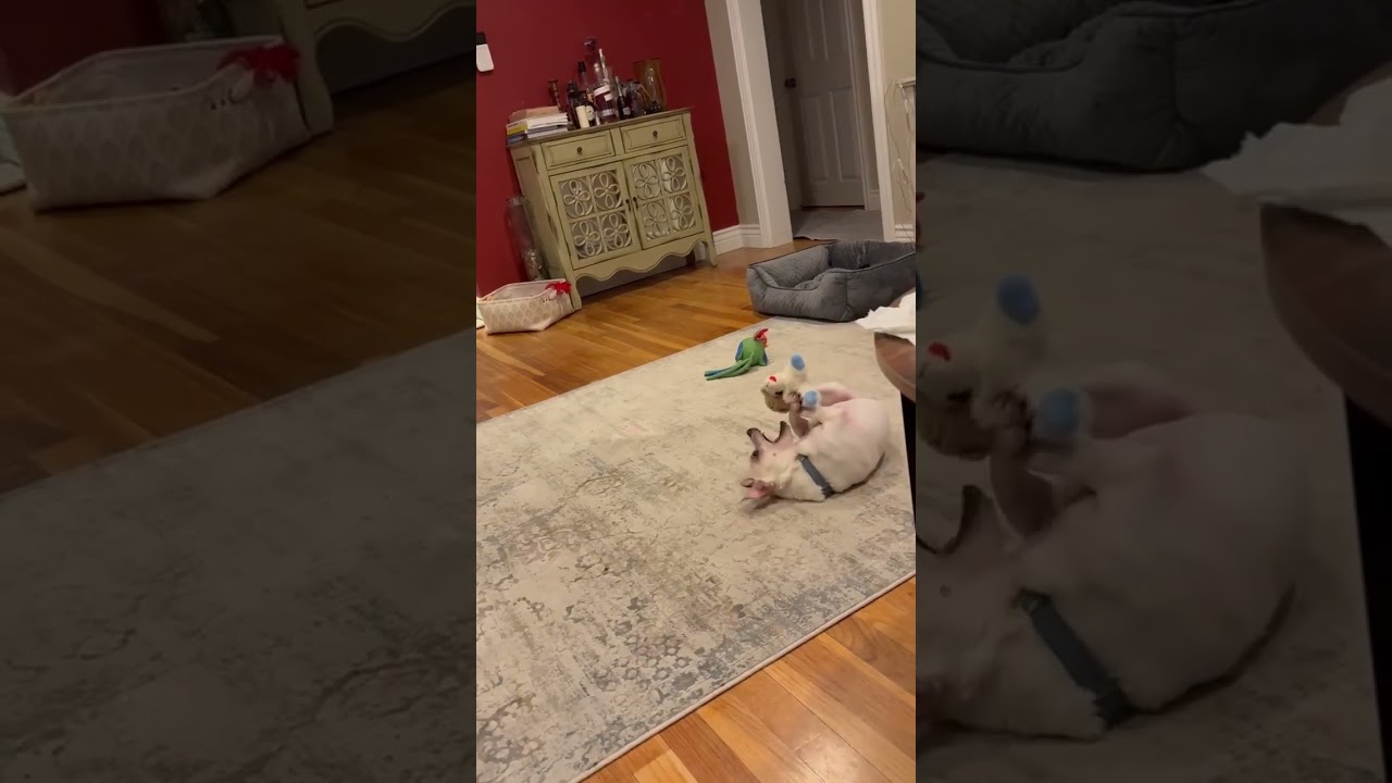 Enlarge Milk, an adopted mixed breed in Worcester, MA video 3/3