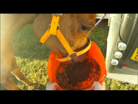 Why won't Farouk eat or drink after a 3 hr ride? 🤔