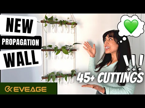 EASY WAY TO PROPAGATE YOUR HOUSEPLANTS / EVEAGE PLANT WALL PROPAGATION STATION