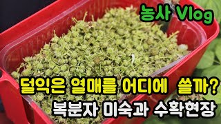 복분자 미숙과 수확 / 건조 복분자 미숙과 효능 효과