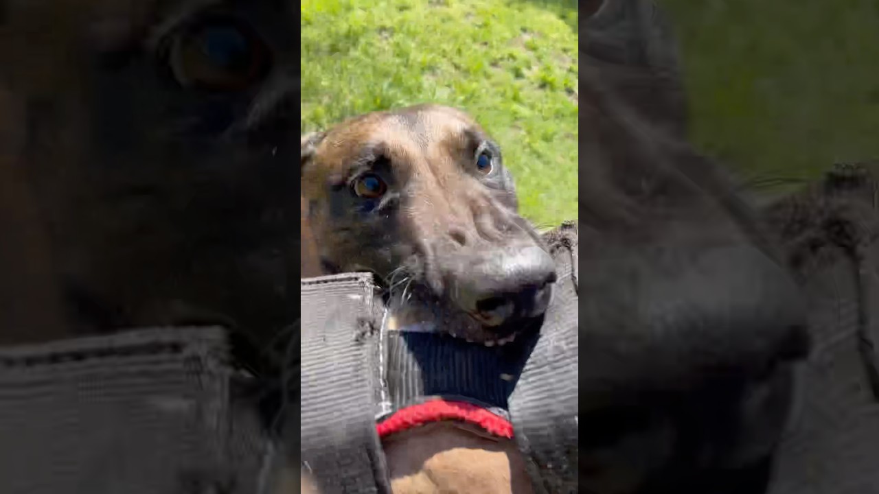 Malinois tooth hugs #belgianmalinois #guardianmalinois #malinoislovers #dogtraining #malinois