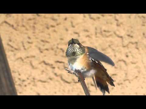 Rufous Hummingbird Preening and Defending Her Feeder