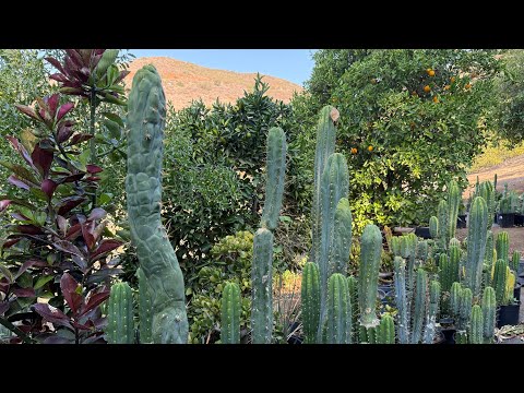 Origin Story of San Pedro Cactus Cultivars - BRUCE’S DRAGON 