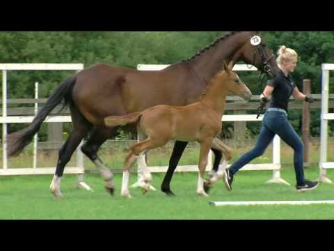 Buschmann; Vitalis x De Niro