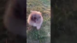 Video preview image #1 Pomeranian Puppy For Sale in WARSAW, IN, USA