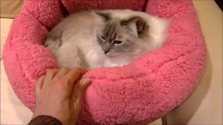 Cat Beds Designer - Urban Paw Luna Cuddler in Sherpa Fuschia Review Video ねこ - ラグドール - Floppycats