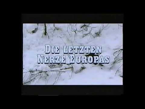 Marder Blues Die letzten Nerze Europas der europäischer Nerz (Mustela Lutreola)