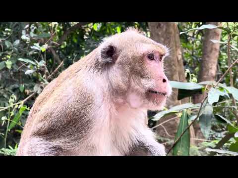 The big monkey sits and waits for food.