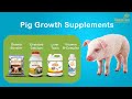 Pig Growth Supplement Pig Medicine Pig Farming Pig Booster Pig Vitamin Fast Growth Swine