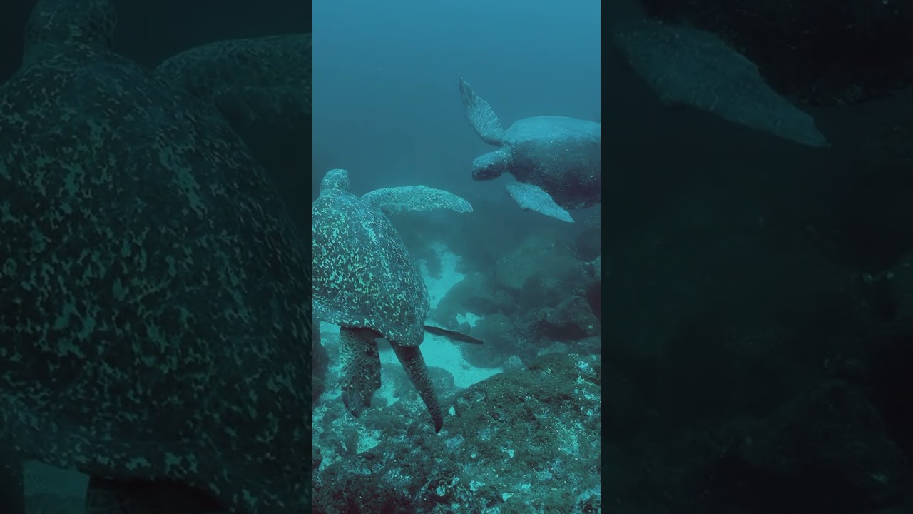 Watch Green Sea Turtles in Galápagos 🐢🌊 (20 Seconds of Pure Calm)