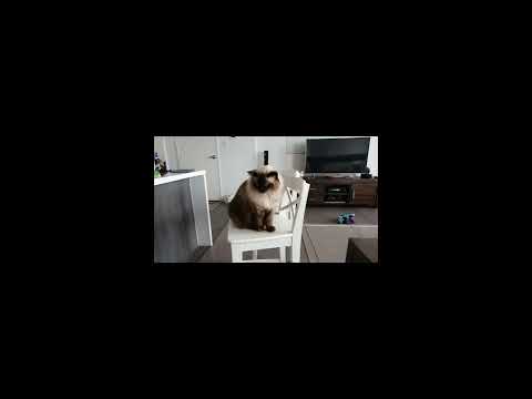 Ragdoll cat and dog playing