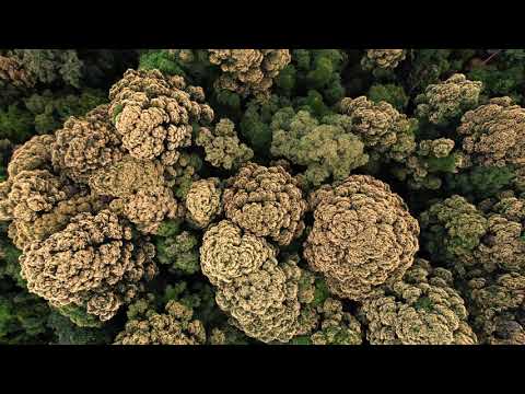 Rawang Spring: Kapur Trees in full bloom at Rawang Bypass