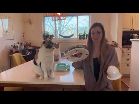 Review of Chintu Interactive Cat Toys with 2 Ball Tracks - Automatic Kitten Toy Electric Spin