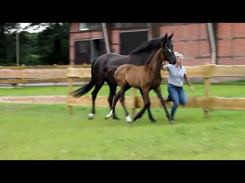 Hengstfohlen v. Bernay x Swarovski