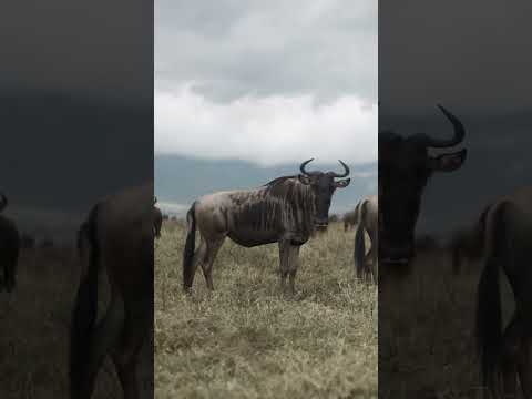 Amazing Wildlife Safaris - Local Guides