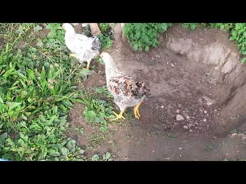 die Hackordnung bei Hühnern Tipps was man beachten sollte