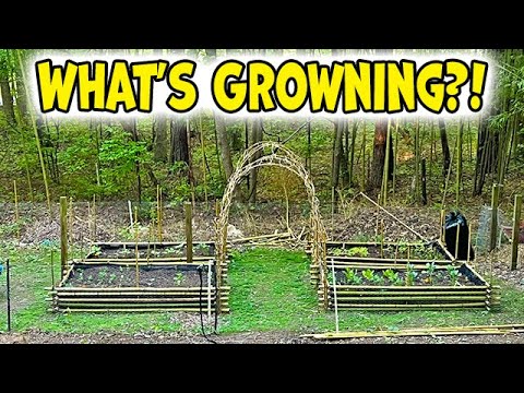 What's in the Garden? Spring Garden Update