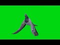 Pigeon Flying In Different Different Angle Bird Pigeon Green Screen Effects GreenScreen